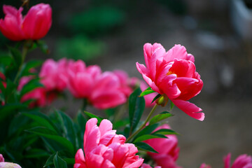 Pink blooming peony, outside shooting