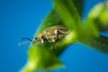 Broad-nosed weevils, aphrastus taeniatus animal on plant. Macro insect photo with blue background