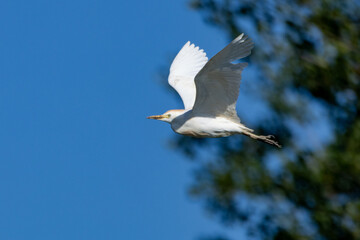 heron marsh bird fishing fish or amphibians in marshes lakes and rivers in europe