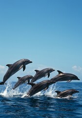 Obraz premium Dolphins Jumping in Blue Sea