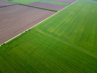 Aerial view of vast agricultural fields with lush green crops and brown plowed soil. Geometric rural landscape with vibrant colors and clear planting patterns in spring