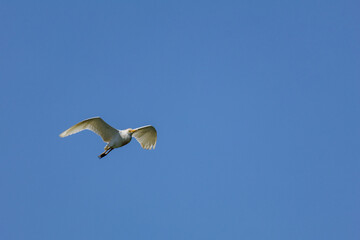 heron marsh bird fishing fish or amphibians in marshes lakes and rivers in europe