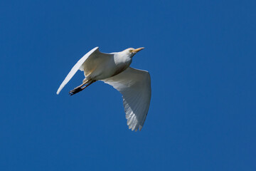 heron marsh bird fishing fish or amphibians in marshes lakes and rivers in europe