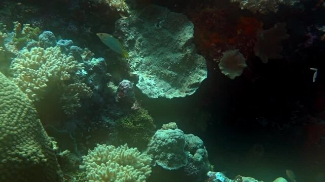 Brain coral, wrasses and hydroids on a coral reef.