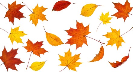 Obraz premium Colorful autumn leaves scattered on a white backdrop creating a seasonal pattern