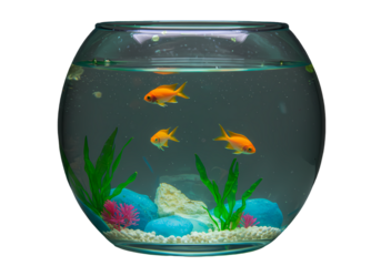 Small Fish Bowl Goldfish Tank Mini Aquarium Desktop Aquarium Round Glass Fishbowl Aquatic Plants Fish Keeping Small Pet Fish isolated on transparent background
