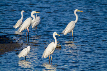 Obraz premium heron marsh bird fishing fish or amphibians in marshes lakes and rivers in europe