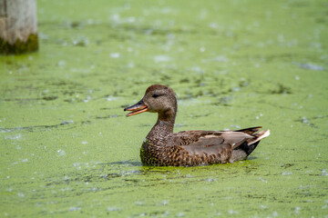 gadwall surface duck lakes and rivers italy
