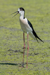 black-winged bird that lives in lakes and rivers in Italy