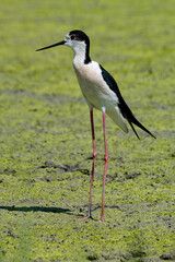black-winged bird that lives in lakes and rivers in Italy
