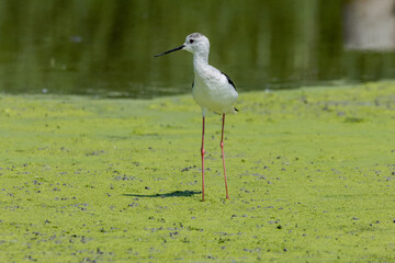 black-winged bird that lives in lakes and rivers in Italy