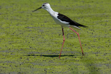 black-winged bird that lives in lakes and rivers in Italy