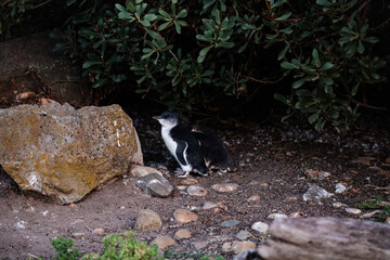 Landscape picture of two little blue penguins (or fairy penguins) at dusk outside their burrows. Cute wildlife moment in lilico beach, Tasmania. Moulting season of the birds after summer.