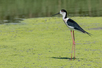 black-winged bird that lives in lakes and rivers in Italy