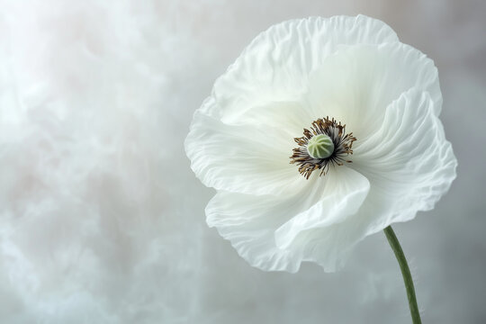 "White Poppy" Images – Browse 9,025 Stock Photos, Vectors, and Video ...
