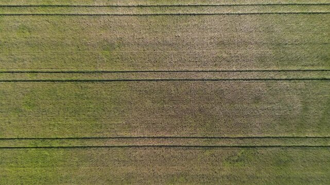 Feld mit goldenen Pflanzen und parallelen Spuren, Landwirtschaft, Getreidefeld am Morgen in der Gemeinde Hude, Niedersachsen, Deutschland