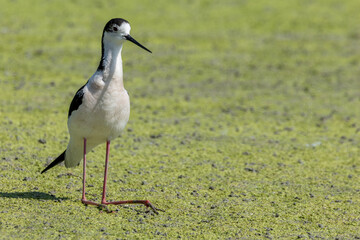black-winged bird that lives in lakes and rivers in Italy