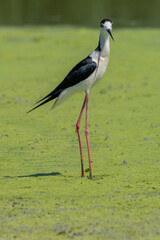 black-winged bird that lives in lakes and rivers in Italy