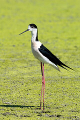 black-winged bird that lives in lakes and rivers in Italy