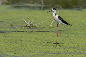 black-winged bird that lives in lakes and rivers in Italy
