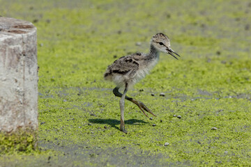 black-winged bird that lives in lakes and rivers in Italy