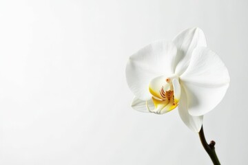 Naklejka premium Delicate white orchid blossom against pure white backdrop, macro, design, soft
