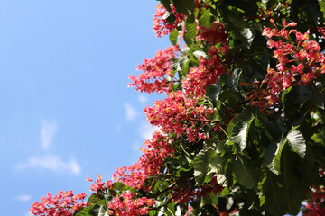 Red flowers with selective focus. Red horse-chestnut (Aesculus × carnea), a hybrid of two species of horse-chestnut. Close-up of chestnut blossom. Chestnut flowers among green leaves