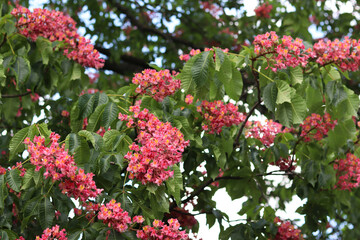 Naklejka premium Red flowers with selective focus. Red horse-chestnut (Aesculus × carnea), a hybrid of two species of horse-chestnut. Close-up of chestnut blossom. Chestnut flowers among green leaves