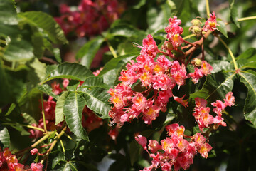 Red flowers with selective focus. Red horse-chestnut (Aesculus × carnea), a hybrid of two species of horse-chestnut. Close-up of chestnut blossom. Chestnut flowers among green leaves