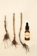 Valerian herb root herbal medicine, essential oil bottle on hemp paper background. Used to treat...