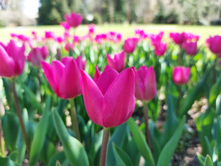 pink flowers are flowering - tulips in sunny park. springtime