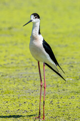 black-winged bird that lives in lakes and rivers in Italy