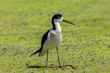black-winged bird that lives in lakes and rivers in Italy