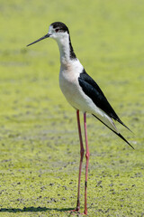 black-winged bird that lives in lakes and rivers in Italy