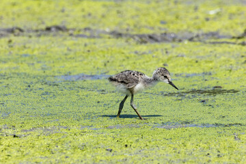 black-winged bird that lives in lakes and rivers in Italy