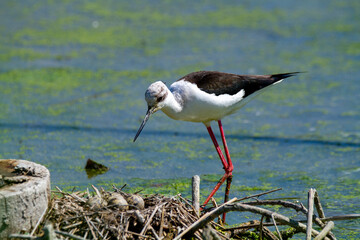 black-winged bird that lives in lakes and rivers in Italy