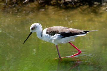 black-winged bird that lives in lakes and rivers in Italy