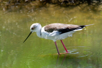 black-winged bird that lives in lakes and rivers in Italy