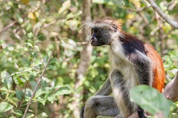 Tanzania, Zanzibar, Zanzibar Red Colobus - Kirk's Red Colobus (Procolobus kirkii)