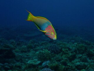 Close up of Yellow-brown wrasse in Okinawa