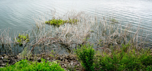 Dried grass with water in lake, Nature background