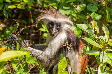 Tanzania, Zanzibar, Zanzibar Red Colobus - Kirk's Red Colobus (Procolobus kirkii)