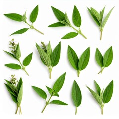 Naklejka premium Chinese medicine, herbal therapy, botanical education