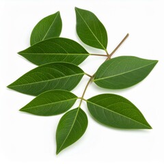 Fototapeta premium Chinese medicine, herbal therapy, botanical education