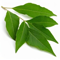 Fototapeta premium Chinese medicine, herbal therapy, botanical education