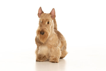 scottish terrier on white background