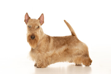 scottish terrier on white background