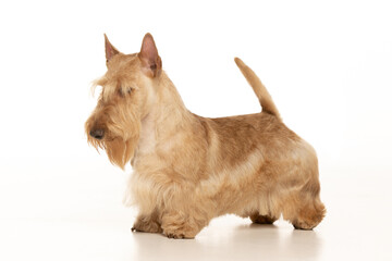 scottish terrier on white background