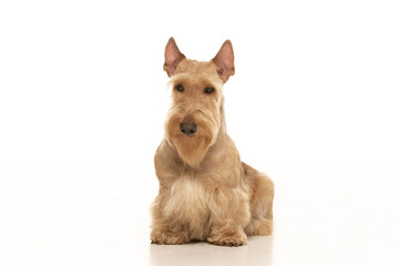 scottish terrier on white background