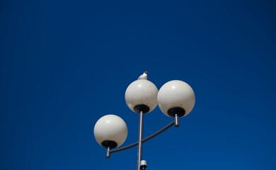seagull on the street light bulb
